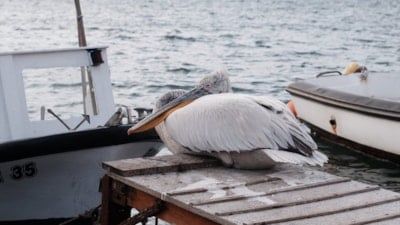 İzmir'de 'Tosun' lakaplı pelikan Foça'nın maskotu oldu
