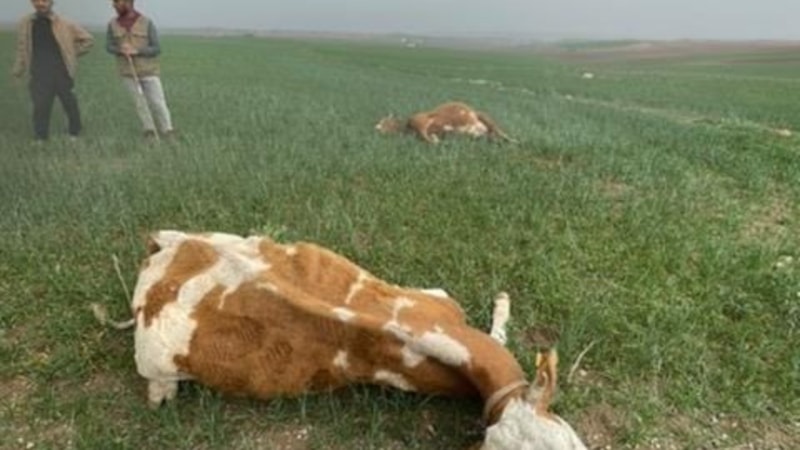 Diyarbakır'da meraya yıldırım düştü