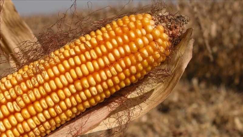 AB'den genetiği değiştirilmiş mısıra onay