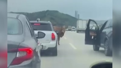 Bursa'da otobana çıkan boğa, sürücüleri zorladı