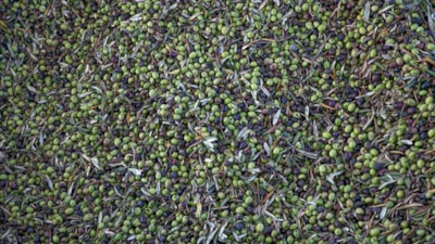 Türkiye sofralık zeytin üretiminde dünyada zirveye yerleşti