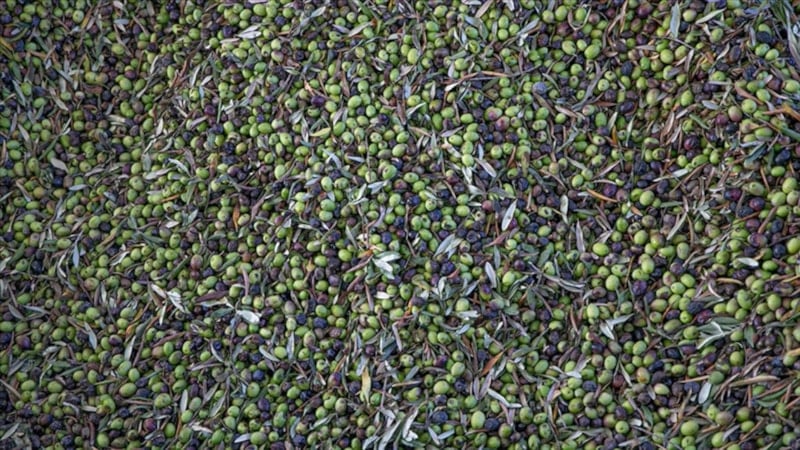 Türkiye sofralık zeytin üretiminde dünyada zirveye yerleşti