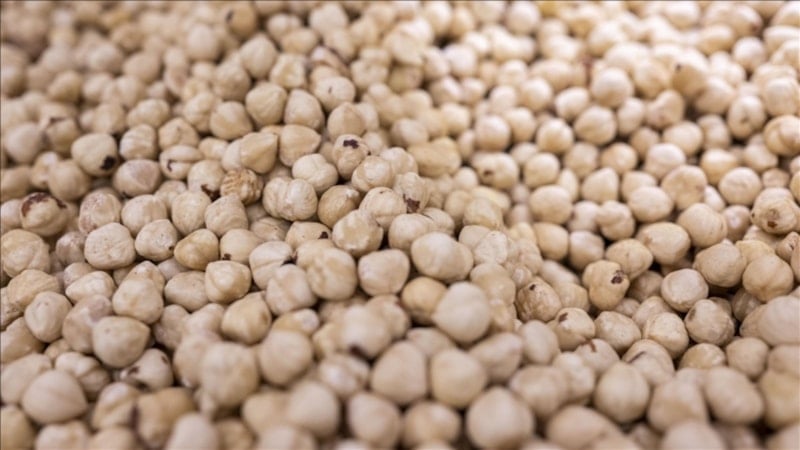 Ticaret borsalarında 7 ayda 514 bin tondan fazla fındık işlem gördü