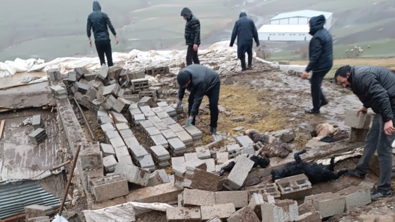 Hakkari'de ağıl çöktü: 25 hayvan telef oldu