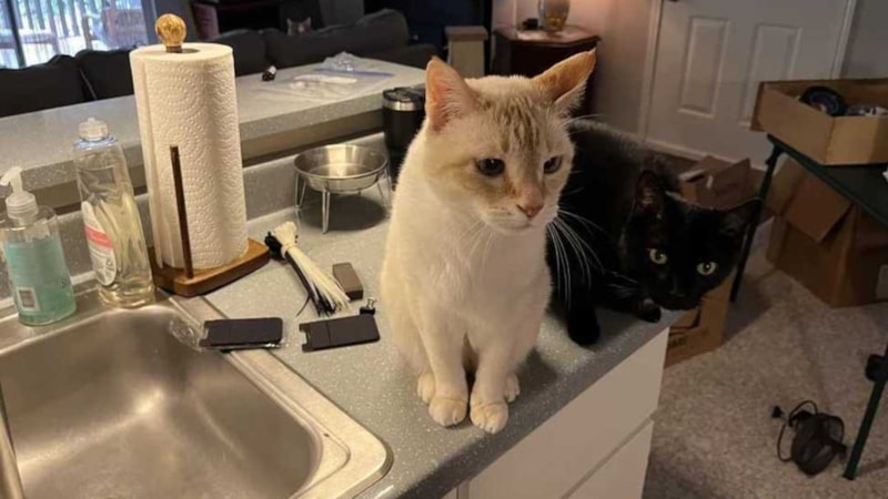 Optik illüzyon: 3. kediyi sadece süper zekalar fark ediyor...