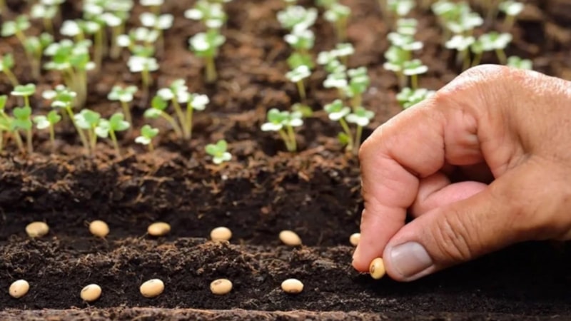 Ne ilaç ne zehir! Baharda ekin, yaz boyu haşere görmeyin…