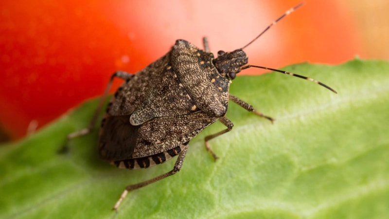 Bu böceği gören kazanıyor: Belediye düğmeye bastı! Toplayana ödül veriliyor