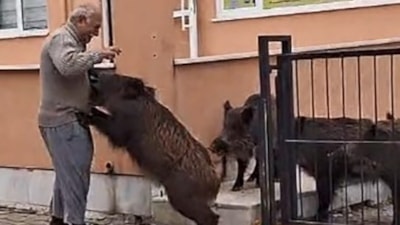 Muğla'da okul bahçesine inen domuzları ekmekle besledi
