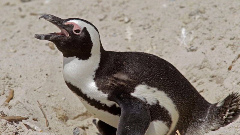 Güney Afrika'daki helikopter kazasının sebebi 'penguen' çıktı