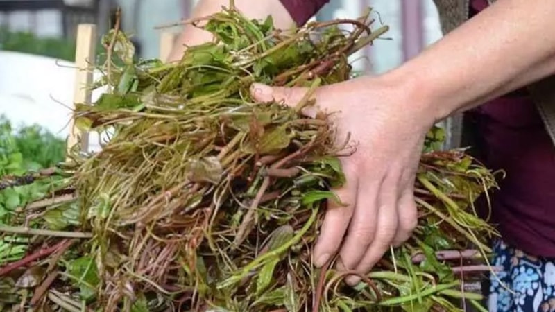 Köylüler biliyor, şehir yeni keşfetti: Yalnızca o bölgede yetişiyor! Bu bitki iç organları adeta yeniliyor