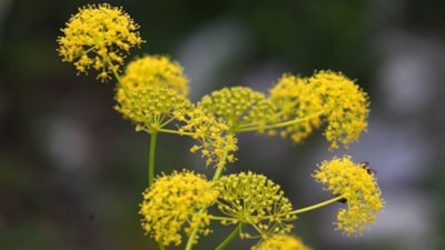 Kendiliğinden yetişiyor, turşu için toplanıyor: Bir bağı 30 TL...
