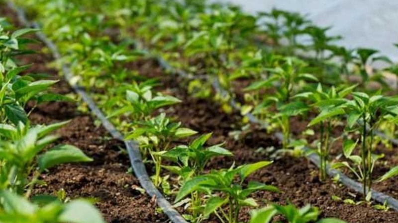 Suya bir miktar ekleyin, bitkilerinizi çürümekten kurtarın…