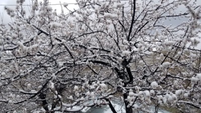 Erzincan’da çiçek açan meyve ağaçlarını don vurdu