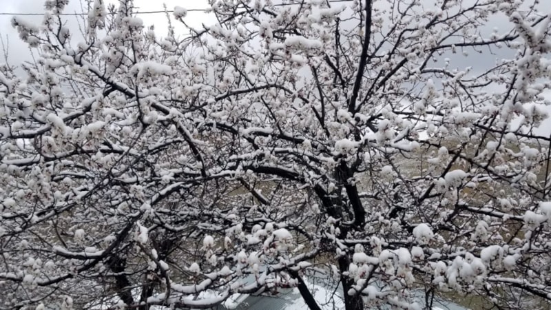 Erzincan’da çiçek açan meyve ağaçlarını don vurdu