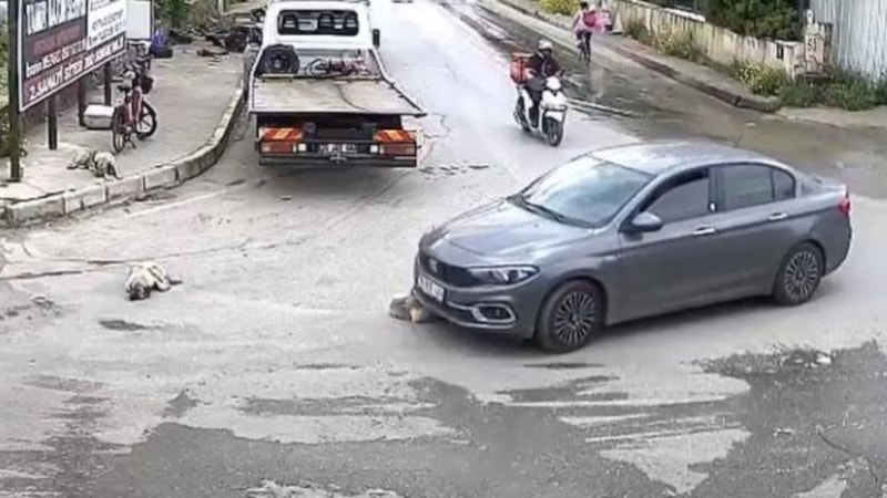İzmir'de köpeği ezen sürücü, arkasına bile bakmadı