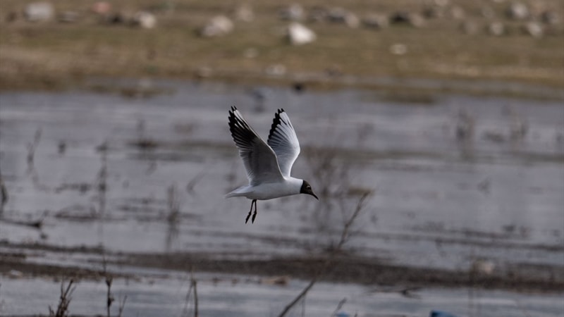 Erzurum'un sulak alanları göçmen kuşlarla şenlendi