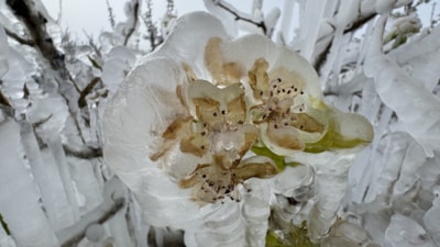 Türkiye, tarihin en büyük zirai donlarından birini yaşıyor