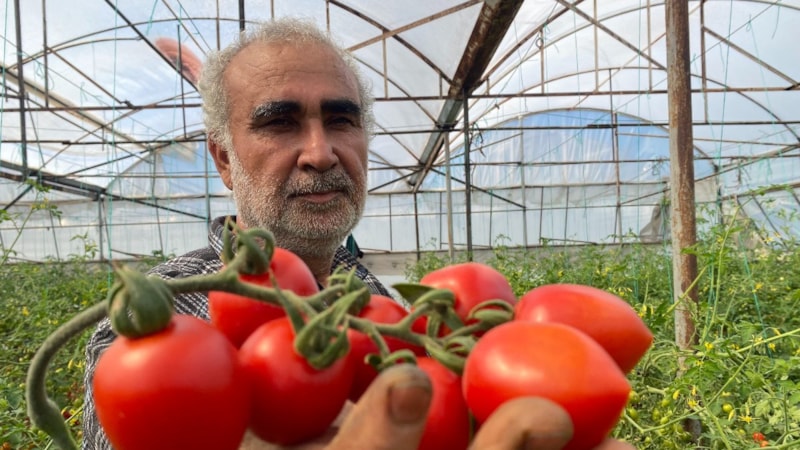 Domates üreticisinden sera-market fiyat farkına tepki: Aradaki farkı kim yiyor?