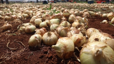 Hatay'da soğan hasadı başladı, rekolte çiftçinin yüzünü güldürdü: Tarlada kilosu 15-20 TL