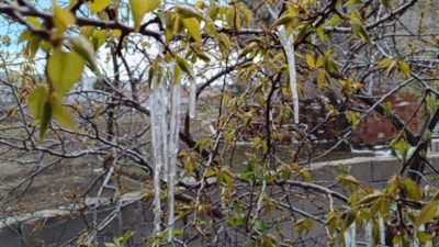 Yozgat’ta zirai don meyve ağaçlarını vurdu
