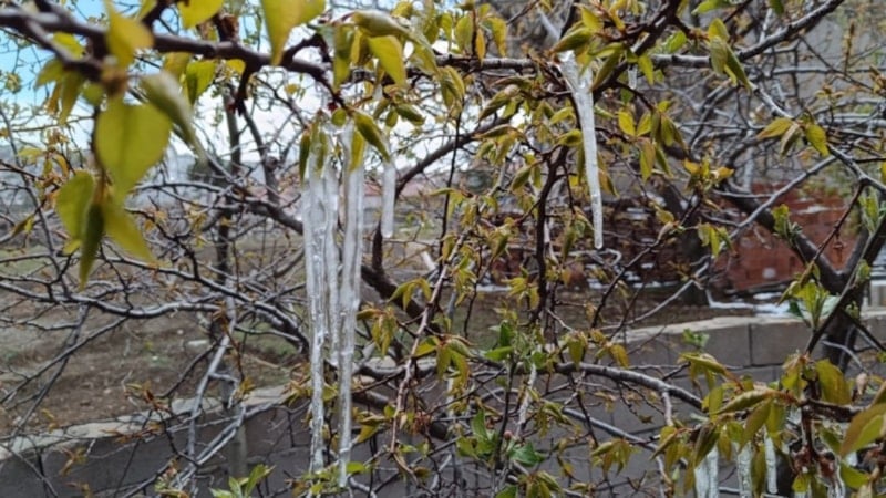 Yozgat’ta zirai don meyve ağaçlarını vurdu