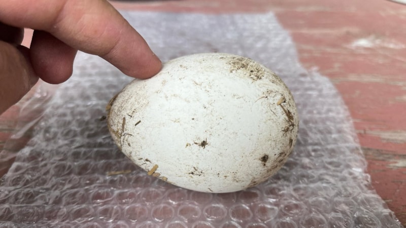 Kastamonu'da kaz yumurtası çiftçilerin gelir kapısı oldu