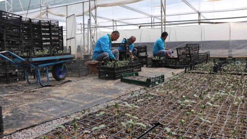 Pazara gidene bedava: Tam 24 bin 700 tane dağıtılacak...