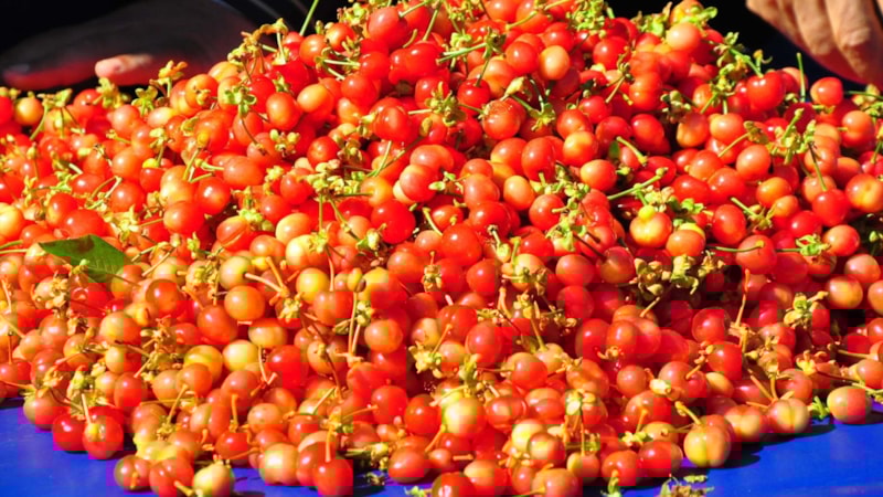 Manisa'da sezonunu ilk kirazı 3 bin 500 TL'den satıldı