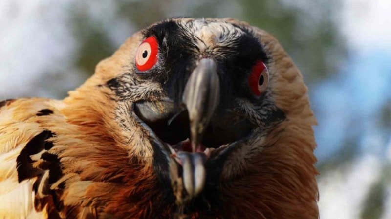 Türkiye'de nadir görülüyordu; Yaralı bulundu! O ilimizde yaşayacak...