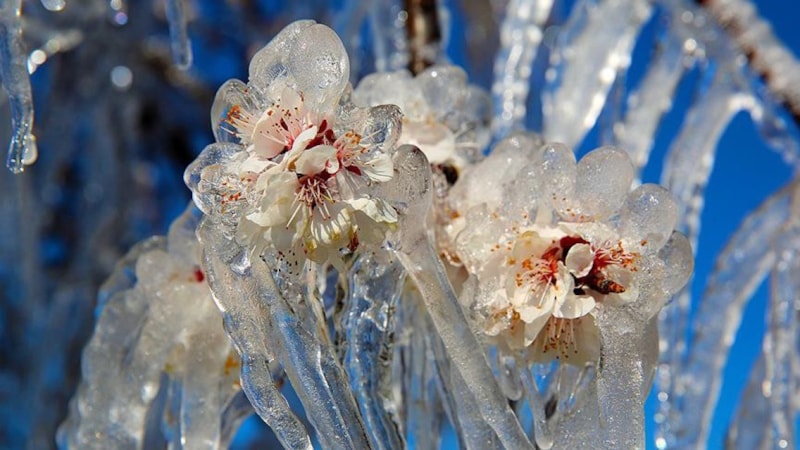 Meteoroloji'den zirai don uyarısı: Risk sürüyor