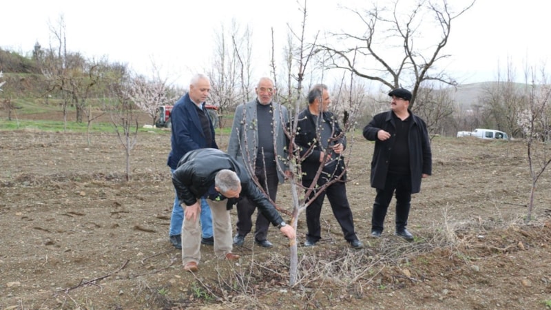 Erzican'da aç kalan tavşanlar fidanları kemirdi