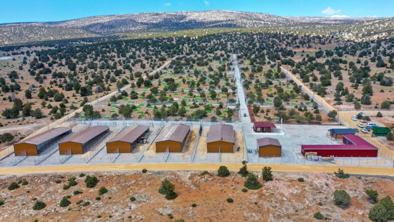 Konya'da Meram Belediyesi'nden sahipsiz köpek sorununa çözüm