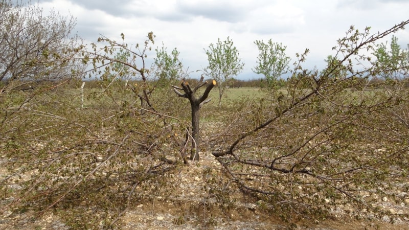 Malatya'da ağaçlarını kurtarmak için budama yapıyorlar