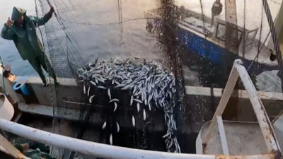 İbrahim Yumaklı duyurdu: Balıkçılık av sezonu tamamlandı