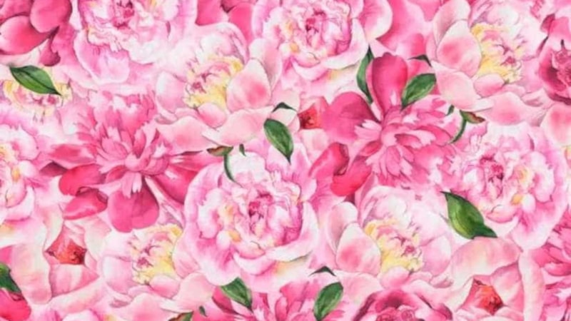 Dikkat ölçme testi: Çiçeklere bakın, kelebeği yakalayın! 7 saniye başladı...