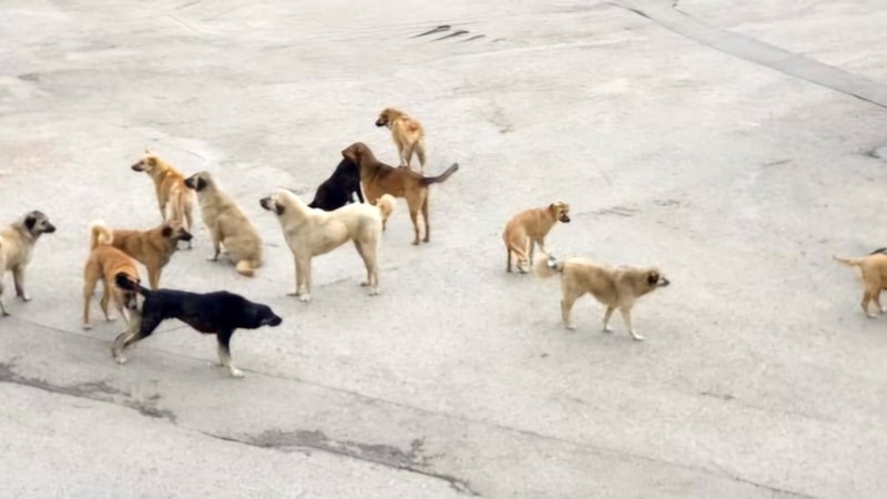 Burdur'da köpeklerin saldırısına uğrayan yaşlı kadın yaralandı