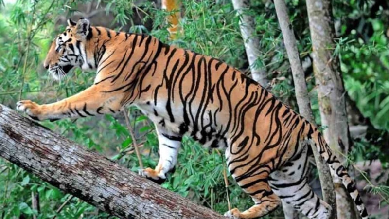 Zeka testi: Resimde bir kaplan daha var! 5 saniyede bulan 130 IQ’lu çıkıyor