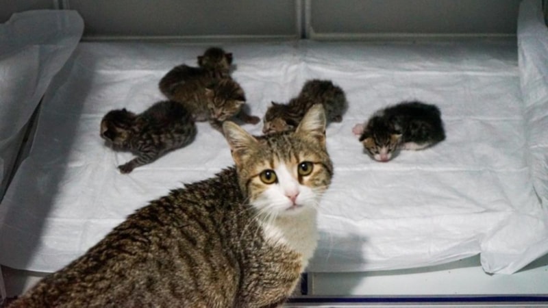Aydın'da hamile kedi, doğum için veterinere geldi