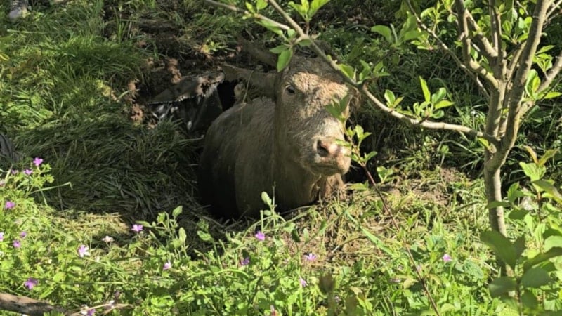 Kastamonu'da foseptik çukuruna düşen inek, iş makinesiyle kurtarıldı