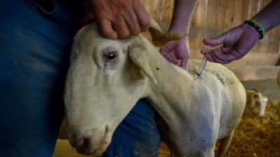 Datça'da küçük ve büyük hayvanlara karantina