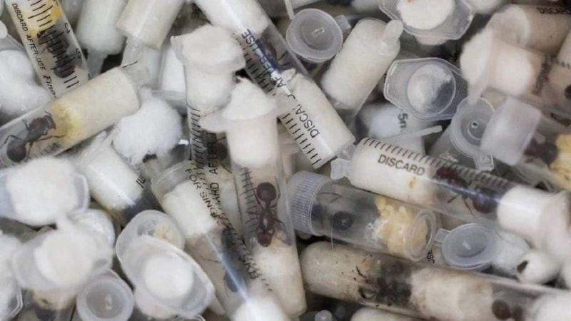 İnanılmaz ticaret! Tanesi 220 dolara satılıyor...