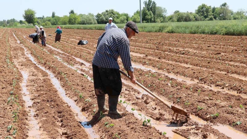 Çiftçiye bahar müjdesi: Ücretsiz dağıtılacak! Son tarih 22 Nisan