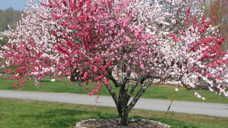 Gören gözlerine inanamıyor! Bu ağaç 40 ayrı meyve veriyor