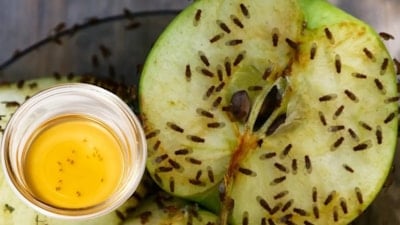 Mutfaktaki haşere sorunu tarihe karışıyor! Bu yağın birkaç damlası sinekten eser bırakmıyor