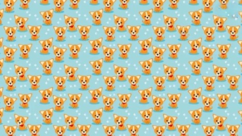 Bu Test Zekanızı Ele Veriyor: Kediyi 7 Saniyede Gören Zeka Küpü Çıkıyor