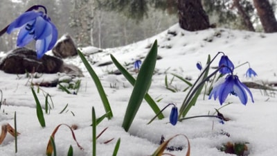 Sarıkamış'ta baharın ilk işaretleri: Kardelenler ve göçmen kuşlar