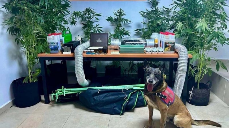 Muğla'da elbise dolabında Hint keneviri yetiştiren öğretmen yakalandı