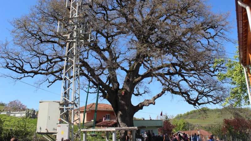Sinop'ta 675 yıllık meşenin altında Turizm Haftası coşkusu