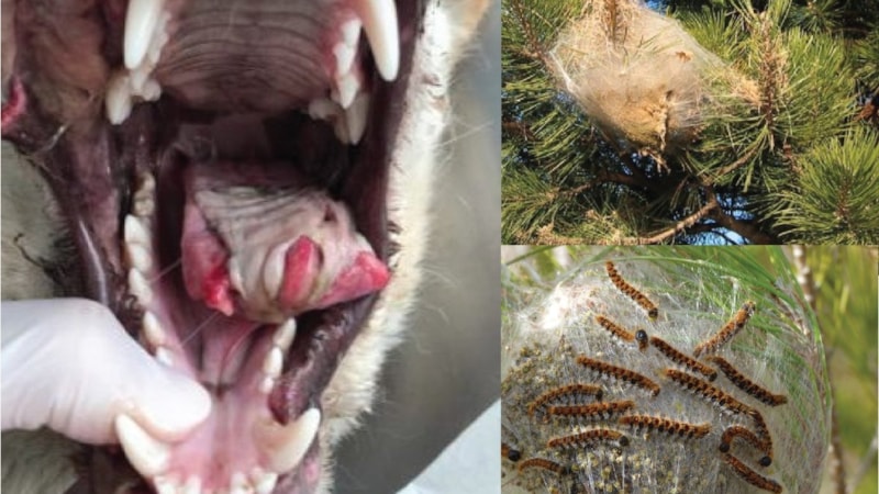 Köpek sahipleri dikkat: Oyuncak değil ölümcül! Dil kaybına neden oluyor...