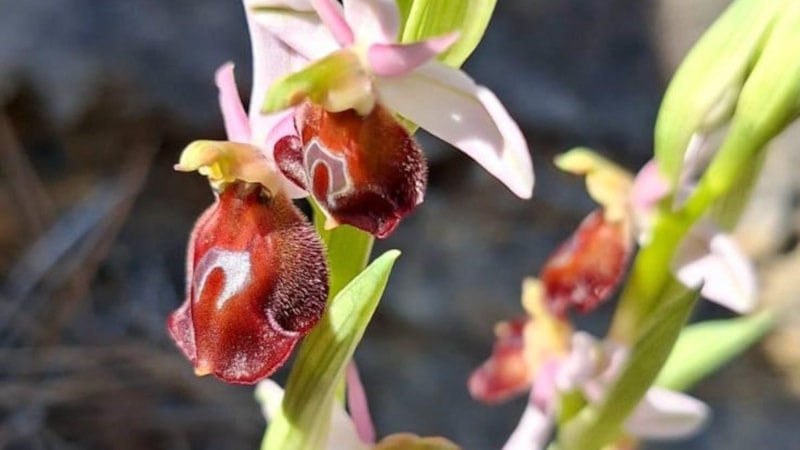 Antalya'ya özgü bitkiyi koparmanın cezası 500 bin lirayı aşıyor